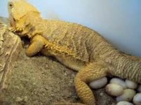 tam n eggs.jpg