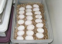tam's eggs.jpg