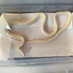 F Albino King Snake.JPG