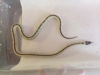 F High Wht King Snake.JPG
