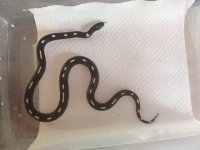 F Spotted King Snake.JPG