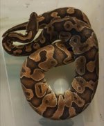 enchi BPastelb.jpg