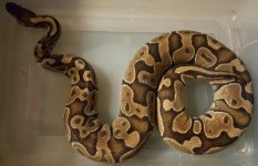 enchi BPastela.JPG