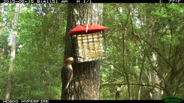 woodpecker_feeding_01.jpg
