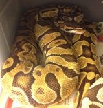 bright enchi.JPG