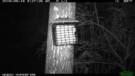 flying_squirrel_feeding_01.jpg