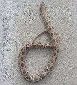 Male axanthiconda.jpg