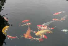 IMG_20160317_152950.jpg