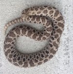 female axanthic.jpg
