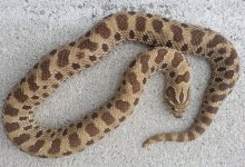 female conda het albino.jpg