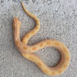 Male albino conda.jpg
