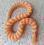 Male albino.jpg