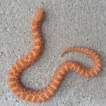 female albino.jpg