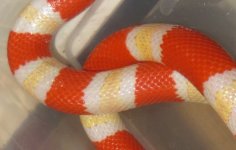 Male albino Hondo (full).jpg