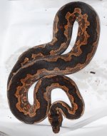 DSC_1113.jpg