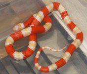 Male albino Hondo.jpg