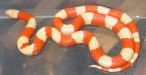 female albino Hondo.jpg