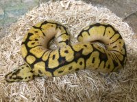 ballpythonBBmale1-21-16.jpg