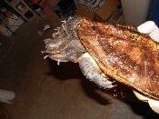 MMata2.jpg