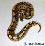 Vanilla YB 1. (A1M) 1-2.jpg