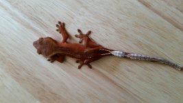 20160403_132753.jpg