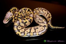 Pastel Vanilla YB 1. 7.5.16' 1-1.jpg
