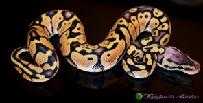 Pastel Vanilla .1 7.5.16' 3-1.jpg