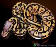 Pastel Yellowbelly 1. 7.5.16' 2-1.jpg