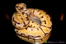 Bumblebee .1 (#4) 1.28.16' 2-1.jpg