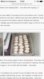 daichueggs.jpg