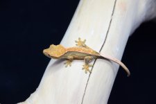 DSC_0017.jpg