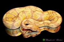 Banana 1. (A1M) 1-1.jpg