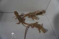 DSC00442.jpg