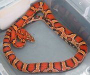 #12 male 72g.jpg