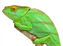 Calumma Parsoni Male 3 - Canvas Chameleons (1) Canvas.jpg Calumma Parsoni Male 3 - Canvas Chameleons (1) Canvas.jpg