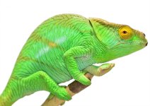 Calumma Parsoni Male 3 - Canvas Chameleons (3) Canvas.jpg Calumma Parsoni Male 3 - Canvas Chameleons (3) Canvas.jpg