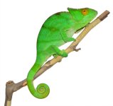 Calumma Parsoni Female 3 - Canvas Chameleons (1) Canvas.jpg Calumma Parsoni Female 3 - Canvas Chameleons (1) Canvas.jpg