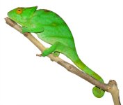 Calumma Parsoni Female 3 - Canvas Chameleons (2) Canvas.jpg Calumma Parsoni Female 3 - Canvas Chameleons (2) Canvas.jpg