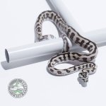 axanthic jag male.jpg