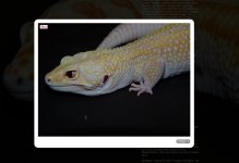 Screenshot 2016-03-03 13.10.20.jpg
