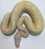albinopew.jpg
