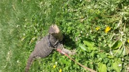 Water Monitor 2.jpg