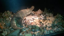 Water Monitor.jpg