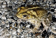 Gulf_Coast_Toad_-_Bufo_valliceps.jpg
