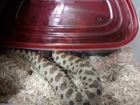 IMG_20160609_065236.jpg