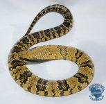 NormMale1-4thshed.jpg