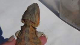 DSC00520.jpg