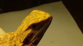 DSC00425.jpg