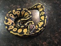 pastel het clown female.jpg