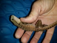 water dragon.jpg